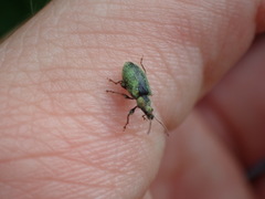 Phyllobius