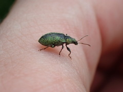 Phyllobius