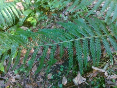 Polystichum × bicknellii