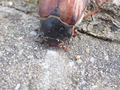 Melolontha melolontha