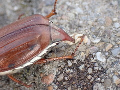 Melolontha melolontha