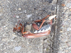 Melolontha melolontha