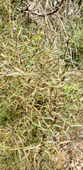 Logania recurva