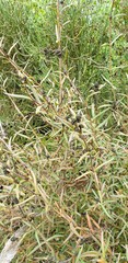 Logania recurva