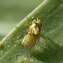 Carnoidea