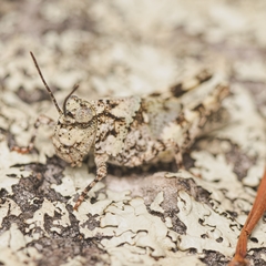 Trimerotropis saxatilis