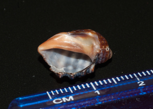Widemouth Rocksnail