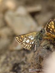 Carterocephalus