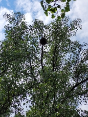 Turdus migratorius