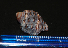 Plicopurpura patula