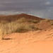 Namib Dune Bushman Grass - Photo (c) Ragnhild&Neil Crawford, some rights reserved (CC BY-SA)