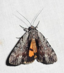 Catocala gracilis