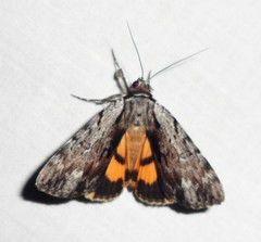 Catocala gracilis