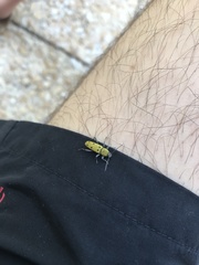 Chlorophorus glabromaculatus