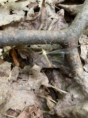 Hylobittacus apicalis