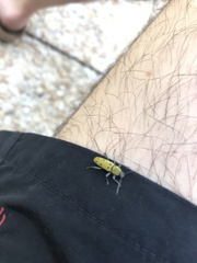 Chlorophorus glabromaculatus