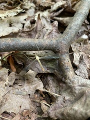 Hylobittacus apicalis