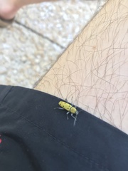 Chlorophorus glabromaculatus