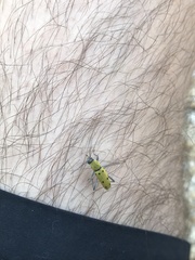 Chlorophorus glabromaculatus