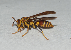 Polistes cubensis