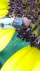 Hedriodiscus trivittatus