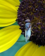 Hedriodiscus trivittatus