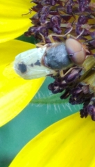 Hedriodiscus trivittatus