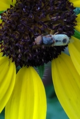 Hedriodiscus trivittatus