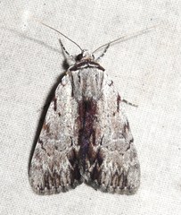 Catocala gracilis