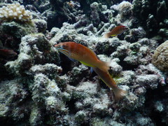 Pseudolabrus luculentus