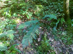 Polystichum × bicknellii
