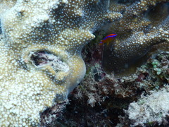 Neoglyphidodon polyacanthus