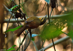 Anabacerthia lichtensteini