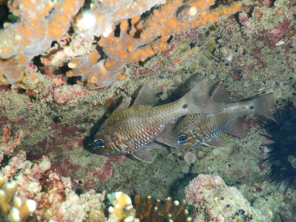 Norfolk cardinalfish (Ostorhinchus norfolcensis) — Apogonidae