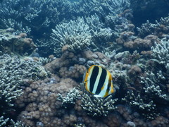 Chaetodon tricinctus