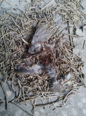 Streptopelia senegalensis