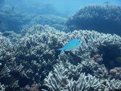 Chromis atripectoralis