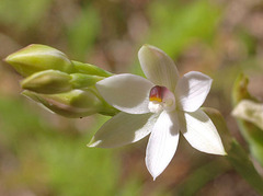 Thelymitra longifolia