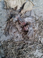 Streptopelia senegalensis