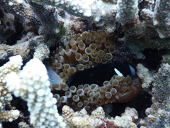 Amphiprion mccullochi
