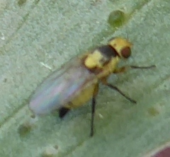 Carnoidea