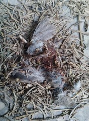 Streptopelia senegalensis