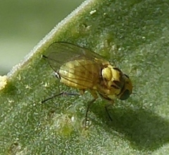 Carnoidea