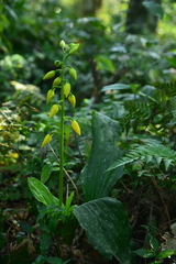 Calanthe striata