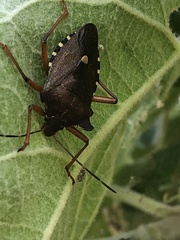 Pentatoma rufipes