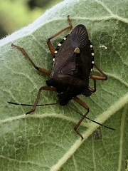Pentatoma rufipes
