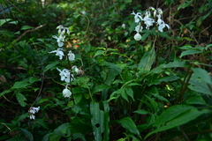 Calanthe arisanensis