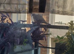 Streptopelia senegalensis