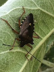 Pentatoma rufipes
