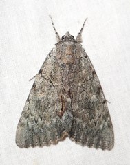 Catocala habilis